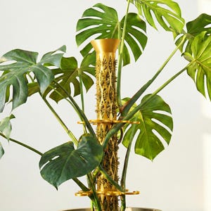 Op de afbeelding: Een goudkleurige plantenondersteuningsstructuur met een traliewerkontwerp, omgeven door grote, groene Monstera-bladeren. De steun heeft verschillende cirkelvormige ringen om de plantenstelen vast te houden. De plant heeft grote, hartvormige bladeren met duidelijke spleten.
