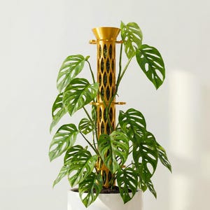 Buildable Moss Pole Set with Stem Support Standard 1.5" Diameter Tall Bodies for Climbing Plants Like Philodendron, Monstera and More.