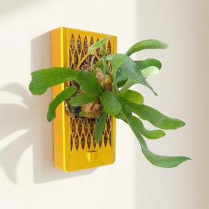 Orchid & Staghorn Fern Wall Mount Vertical Planter – Renter-Friendly Living Wall with No-Drill and Self-Watering Option