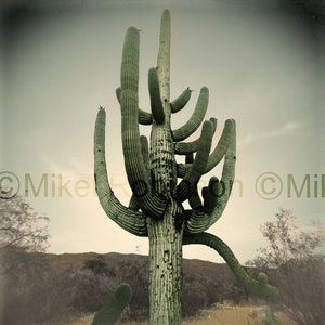 Saguaro Cactus. Original Digital Photograph. Art Print. Wall Decor. Art for the Home. Giclee Print. SUNSET SAGUARO by Mikel Robinson