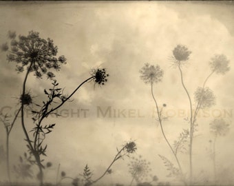 Original Blumenkunst. Digitale Kunstfotografie. Giclee Druck. Wandkunst. Wanddekoration. CATCHING THE WIND von Mikel Robinson