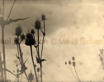 Original Photograph. Giclee Art Print. Wall Art. Office Wall Decor. THISTLE by Mikel Robinson Giant Thistles.