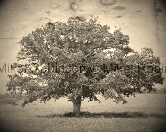 Original Tree Photograph. Giclee Art Print. Wall Art. Office Wall Decor. REFUGE II by Mikel Robinson Midwest Oak Trees. Burr Oaks.