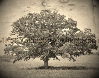 Original Baum fotografie. Giclee Kunstdruck. Wandkunst. Büro Wand Dekor. ZUFLUCHT II von Mikel Robinson Midwest Oak Trees. Eichenholz.