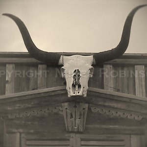 Cow Steer Skull. Horns. Original Digital Photograph Art Print. Black and White. Wall Art. Wall Decor. 4 MILE STEER by Mikel Robinson