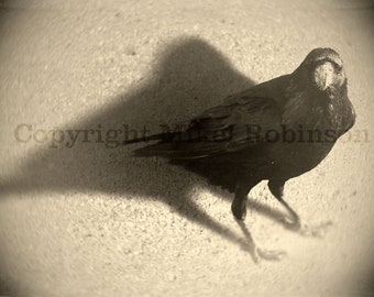 Alas de cuervo cuervo. Pájaro Negro. Fotografía digital original. Decoración de paredes. Impresión Giclee. DESPUÉS DEL HELADO de Mikel Robinson