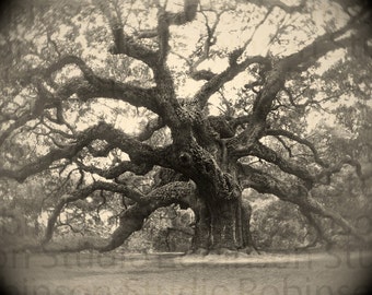 Tree of Life. Oak. Original Digital Art Photograph. Live Oak. Giclee Print. Black and White. Wall Decor. ANGEL OAK by Mikel Robinson