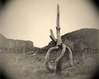 Saguaro Cactus. Original Digital Photograph. Art Print. Wall Decor. Art for the Home. Giclee Print. SAGUARO 7 by Mikel Robinson