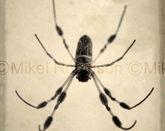 Original Nature Photograph. Giclee Art Print. Wall Art. Office Wall Decor. WRITING SPIDER by Mikel Robinson