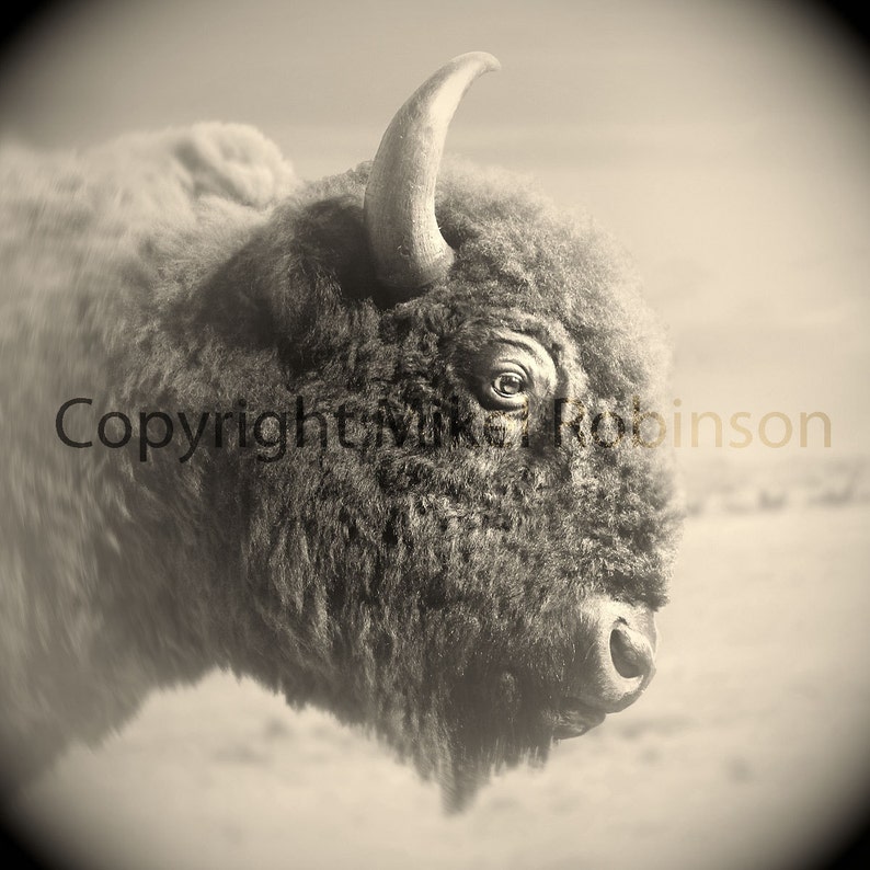 Buffalo Bison Head. Black and White. Original Digital Photograph. Wall Art. Wall Decor. Giclee Print. BIG WOOLY by Mikel Robinson image 1