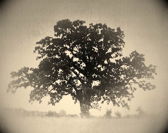 Oak. Tree of Life. Black and White. Original Digital Art Photograph. Wall Art. Wall Decor. Giclee Print. REFUGE by Mikel Robinson