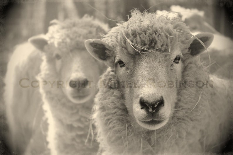Sheep. Black and White. Sepia. Original Digital Photograph. Wall Art. Wall Decor. Giclee Print. WOOLY by Mikel Robinson image 1