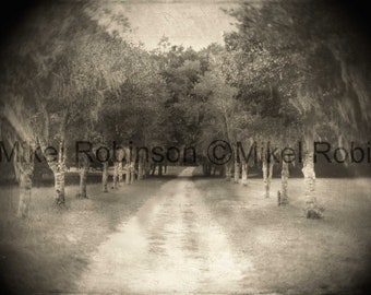 Original Tree Photograph. Giclee Art Print. Wall Art. Office Wall Decor. PATH by Mikel Robinson Southern Gothic. Live Oaks.