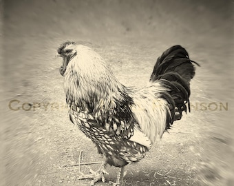 Rooster Chicken Wings. Bird. Original Digital Art Photograph. Wall Art. Wall Decor Print. PROUD by Mikel Robinson