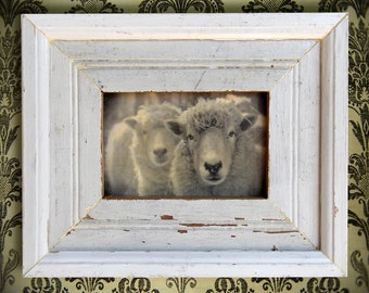 On Reserve. Sheep Head. Farm. Original Encaustic Mixed Media Art. Original Digital Photograph. Wall Art. Wall Decor. WOOLY by Mikel Robinson