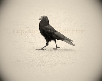 May include: A black crow with a dark beak walks on a light gray surface. The crow is facing to the right of the image.