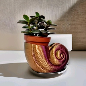 Puede incluir: Una planta suculenta en una maceta con forma de concha de mar dorada y púrpura. La maceta tiene una superficie texturizada y un diseño en espiral.