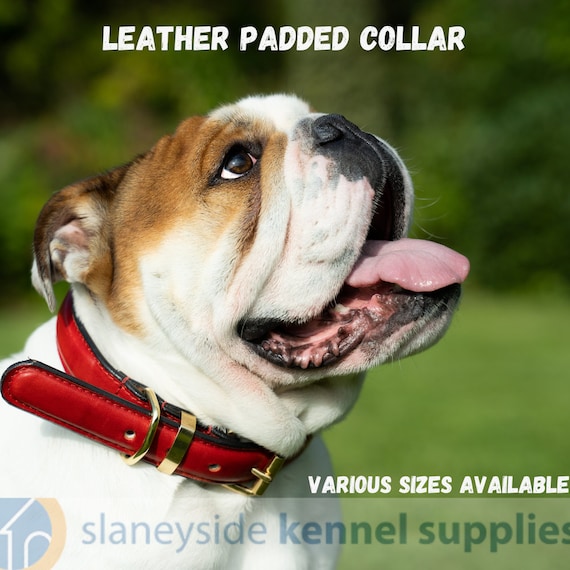 Kuivoo Hundehalsband Aus Weichem Leder – Gepolstert & Verstellbar Für Kleine Bis Große Hunde