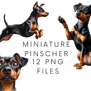 Puede incluir: Tres ilustraciones digitales de un perro Pinscher miniatura en diferentes poses. El perro es negro con marcas marrones. El texto "MINIATURE PINSCHER 12 PNG FILES" se muestra debajo de las imágenes.
