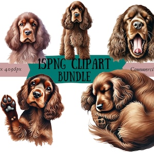 May include: A digital clipart bundle of 15 PNG images featuring a brown and white Cocker Spaniel dog in various poses. The dog is shown standing, sleeping, yawning, and giving a paw. The images are ideal for use in digital scrapbooking, card making, and other craft projects.