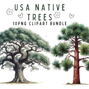 Puede incluir: Una ilustración digital de dos árboles, uno con un tronco grueso y ramas extendidas, el otro con un tronco alto y delgado y una densa corona de agujas. Los árboles están aislados sobre un fondo blanco. El texto "USA NATIVE TREES 10 PNG CLIPART BUNDLE" está por encima de los árboles.