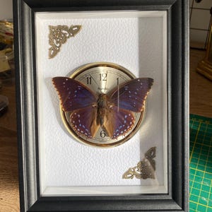 Peut inclure: Un spécimen de papillon encadré avec un cadran d'horloge en son centre. Le papillon a des ailes violettes et bleues. Le cadran de l'horloge est doré avec des chiffres noirs. Le cadre est noir avec des coins décoratifs.