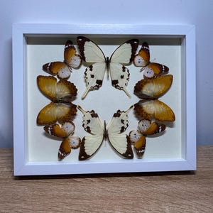 Peut inclure: Présentation encadrée de papillons. Les papillons sont disposés en cercle, avec des ailes orange, marron et blanches. Le cadre est blanc et le fond est de couleur crème clair.