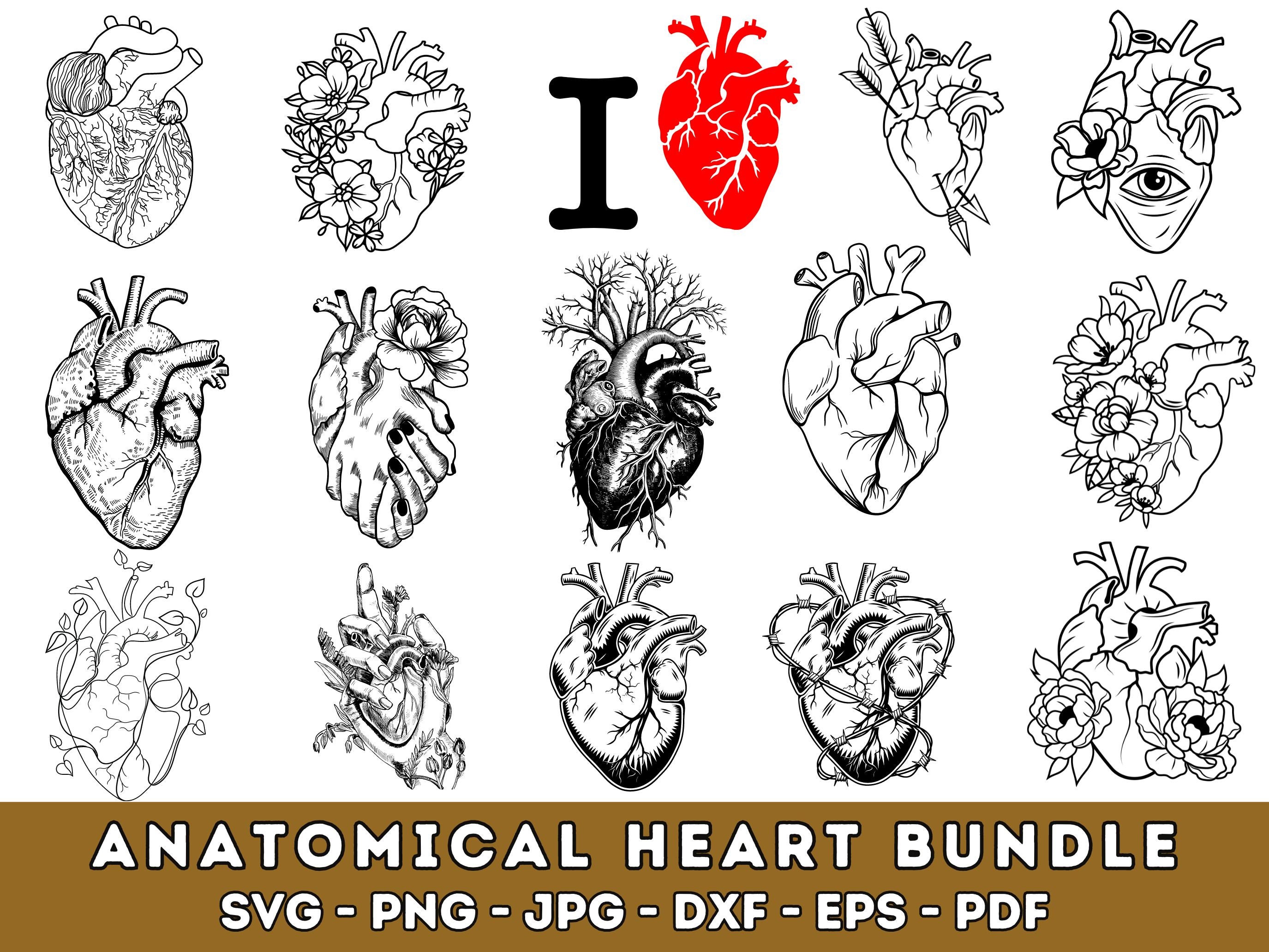 Anatomical Heart svg bundle, Flower Heart Svg, Human Heart Svg, Anatomy Svg, Heart SVG, Medical Svg, Cut File For Cricut, Silhouette