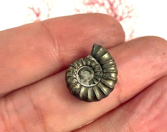 Ammonite pyritisée fossile-no3Lu