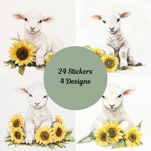 Adesivi a forma di agnello con girasoli, taglio quadrato. Coccole e scintillii. Girasoli