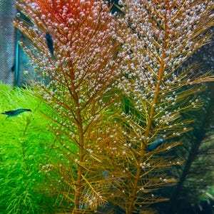 3x RED MYRIO.  (Myriophyllum heterophyllum) live plants free s/h live aquatic plants