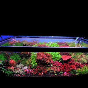 RED AQUARIUM PLANTS!! Package of 15 varieties 30 plants-The best red plants! Ready to create beautiful aquatic scaping on your aquarium!!