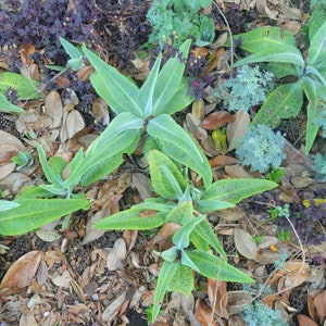 Op de afbeelding: Een close-up van groene, bladerige planten die groeien in een bed van bruine bladeren en takken. De planten hebben een unieke, stekelige textuur en zijn gerangschikt in een natuurlijk, organisch patroon.