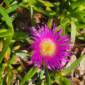 Buy Vibrant Ice Plant Succulents: Low-Maintenance & Drought-Tolerant