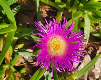 Koop levendige ijsplantenvetplanten: onderhoudsarm en droogtetolerant