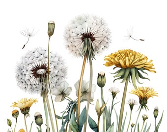 Watercolor Dandelions Clipart: Transparent PNG Flowers (Digital Download)