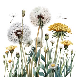 15 PNG DENTI DI LEONE Clipart. Sfondo trasparente png Clipart di denti di leone. Fiori clipart acquerello stampabili, alta qualità, artigianato in carta