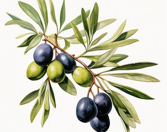 Può includere: Un ramo di ulivo con foglie verdi e olive verdi e viola scuro.