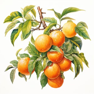Watercolor Orange Branch Clipart: Wreath Design Elements (PNG Digital Download)