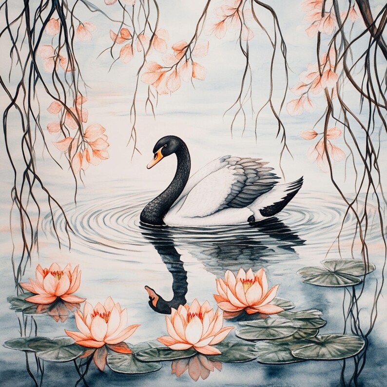 May include: A black and white swan with a black head and neck swims in a pond with pink flowers and green lily pads. The swan is reflected in the water.