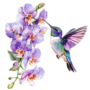 12 PNG Colibrì e Orchidea Clipart, Illustrazione ad acquerello, Clip art di uccelli floreali, Sfondo trasparente, Download digitale, Diario 1.61