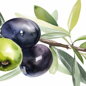 Peut inclure: Une peinture &agrave; l'aquarelle d'une branche d'olivier avec des feuilles vertes et des olives noires et vertes.