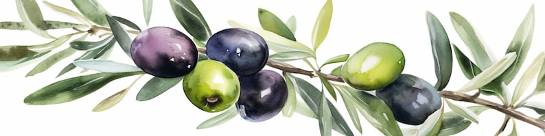 Peut inclure: Une peinture &agrave; l'aquarelle d'une branche d'olivier avec des feuilles vertes et des olives noires et vertes.