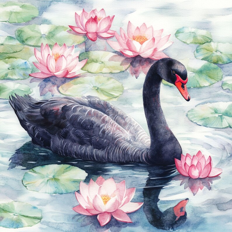 May include: A black swan with a red beak swims in a pond with pink water lilies. The swan is surrounded by lily pads and the water is clear and blue.