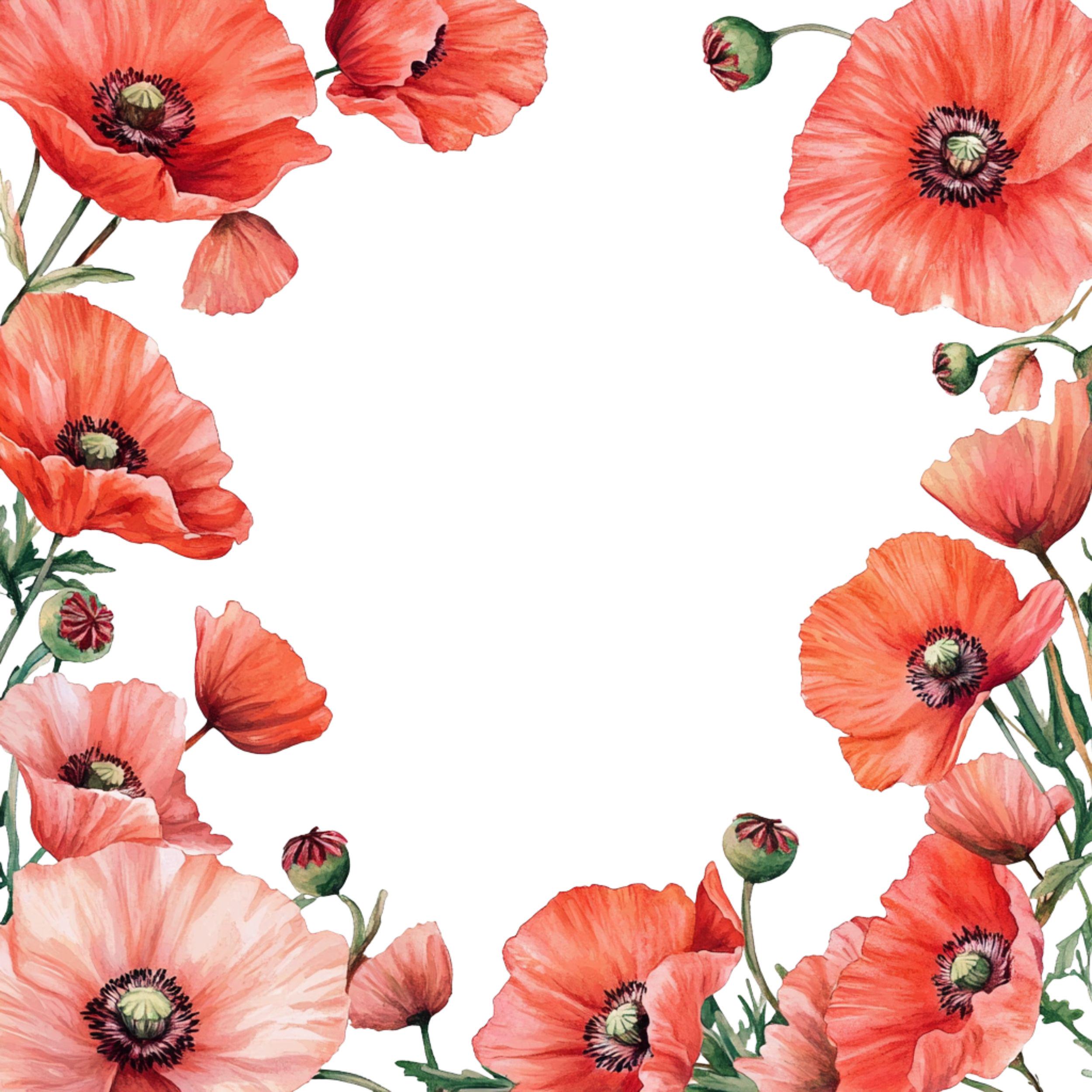 14 Watercolor Red Poppy Frames Clipart, High-quality PNG, Digital ...