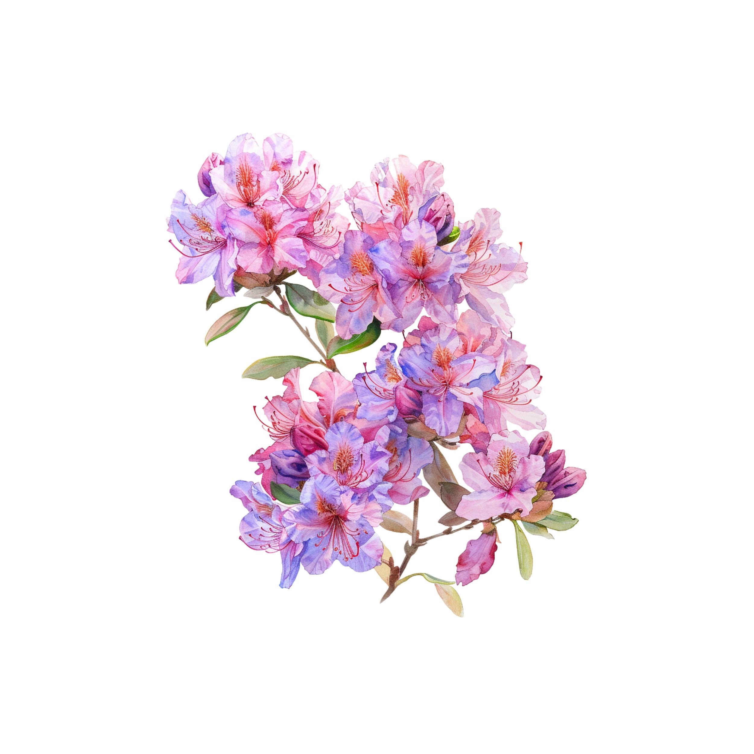 Watercolor Rhododendron Clipart: 17 PNG Flower Graphics (digital Download),  Spring Clipart - Etsy