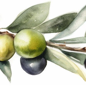 Peut inclure: Une peinture &agrave; l'aquarelle d'une branche d'olivier avec des feuilles vertes et des olives noires.