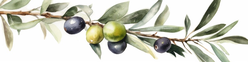 Peut inclure: Une peinture &agrave; l'aquarelle d'une branche d'olivier avec des feuilles vertes et des olives noires.