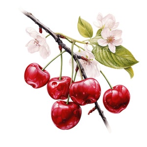 10 CLIPARTS DE RAMA DE CEREZO, rama de cerezo de acuarela, imágenes prediseñadas de cerezas, imagen de flor de cerezo, cerezo y flor, imágenes prediseñadas de cereza, cerezas png