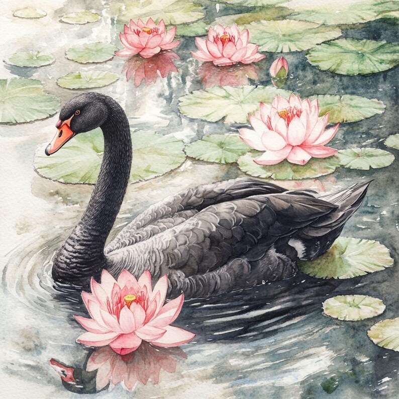 May include: A black swan with a long neck swims in a pond with pink water lilies. The swan is in the center of the image, and the water lilies are in the background.